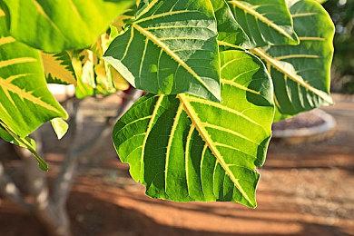 《战锤40K：暗潮》特提恩巢都原声带 11月30日发售